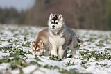 SIBERIAN HUSKY 250